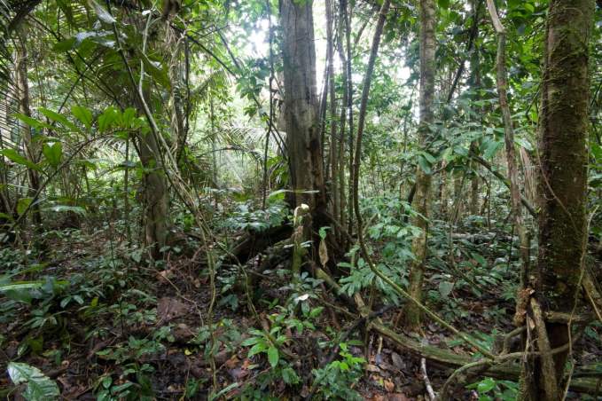 Amazon Rainforest