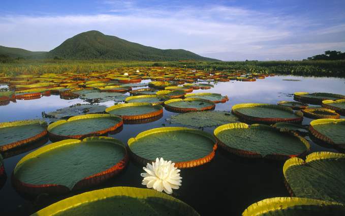 The Pantanal