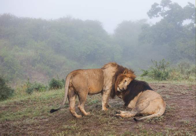 Maasai Mara National Reserve, Kenya