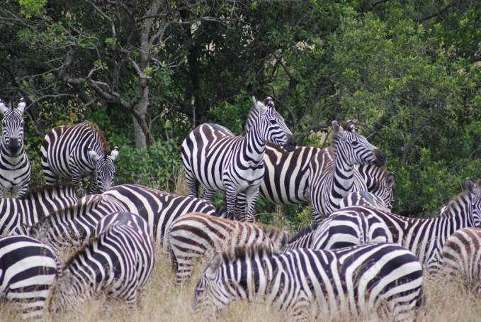 Maasai Mara National Reserve, Kenya