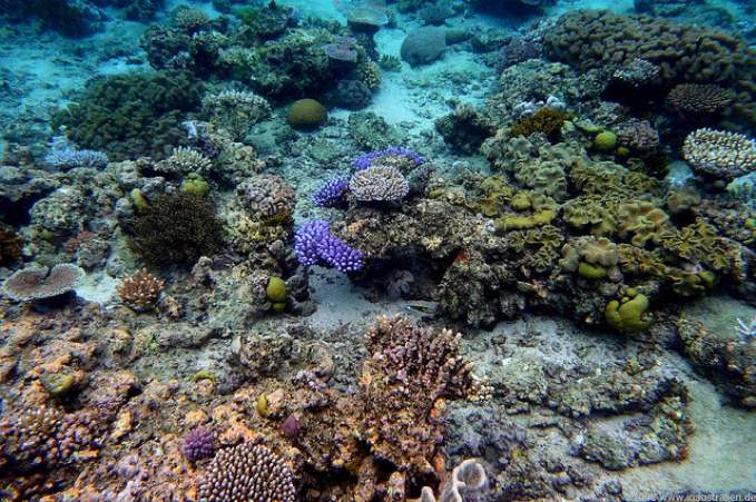 The Great Barrier Reef, Australia